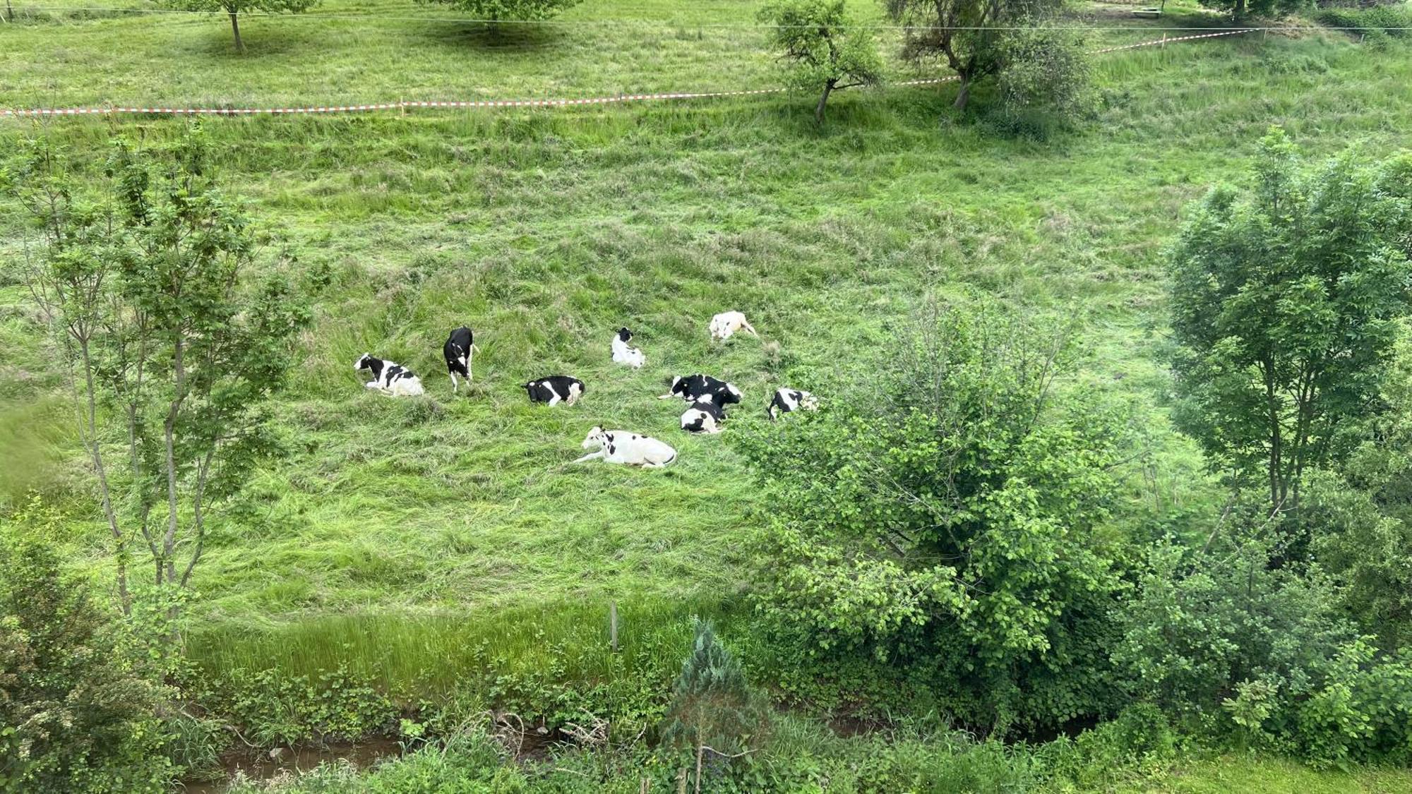 Traumhaftes Uebernachten Im Gruenen Freiamt Esterno foto